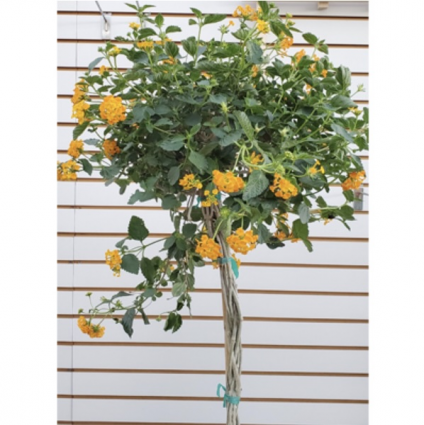 Lantana Braid 10"