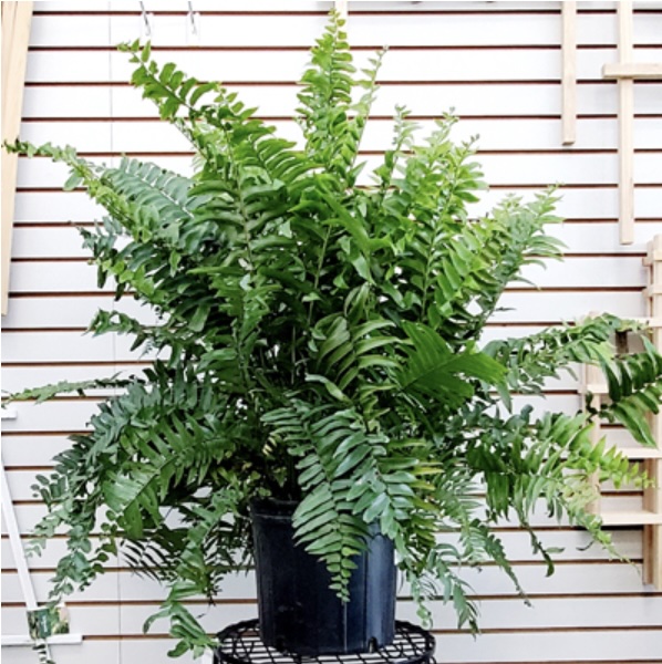 'Macho' Fern10"