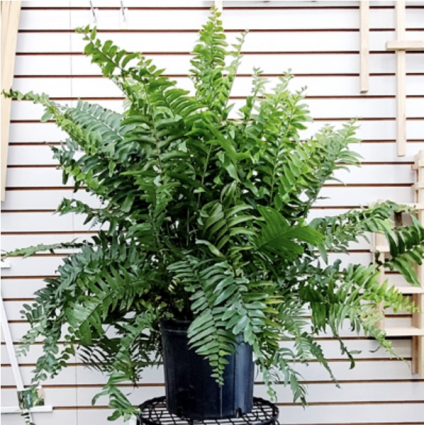 'Macho' Fern10"