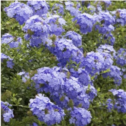  'Royal Cape' Plumbago 