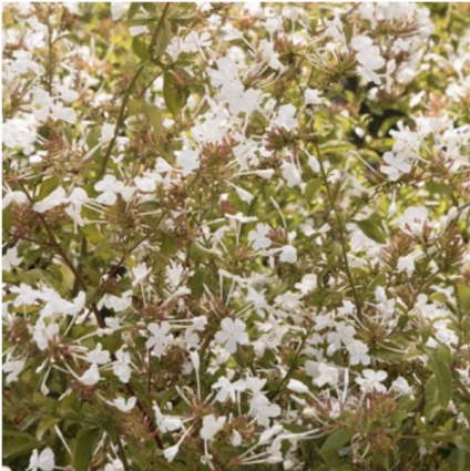 'White Cape' Plumbago 