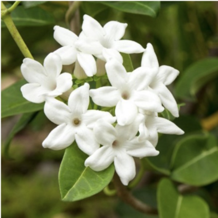 Stephanotis