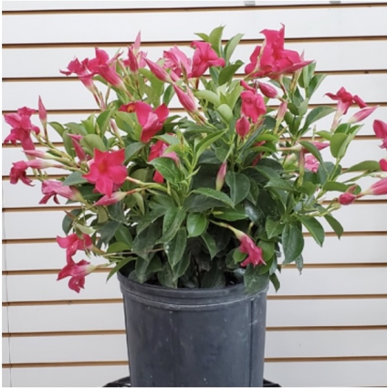 Dipladenia Pink 10"