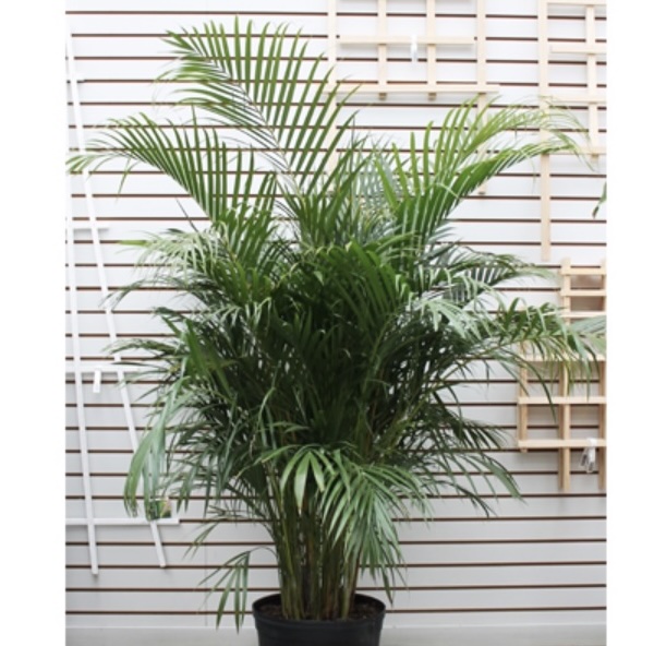 Majesty Palm 10"