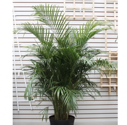 Majesty Palm 10"