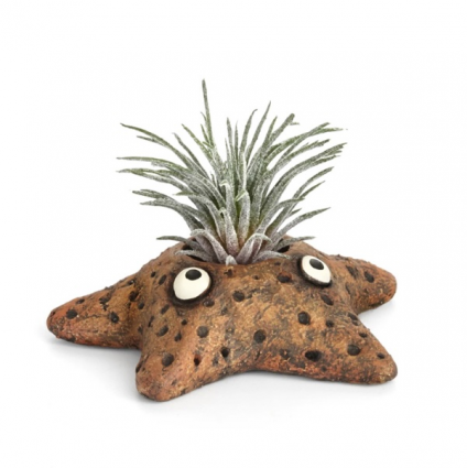 Asters the Star Fish Mini Planter