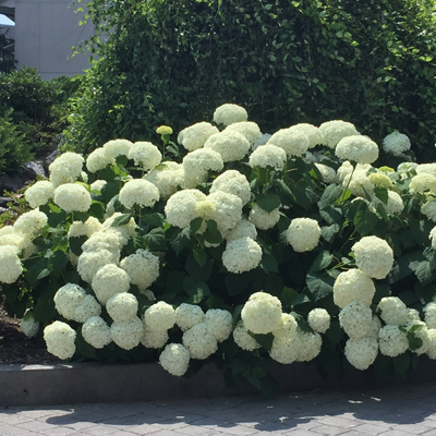 Annabelle Hydrangea 2G