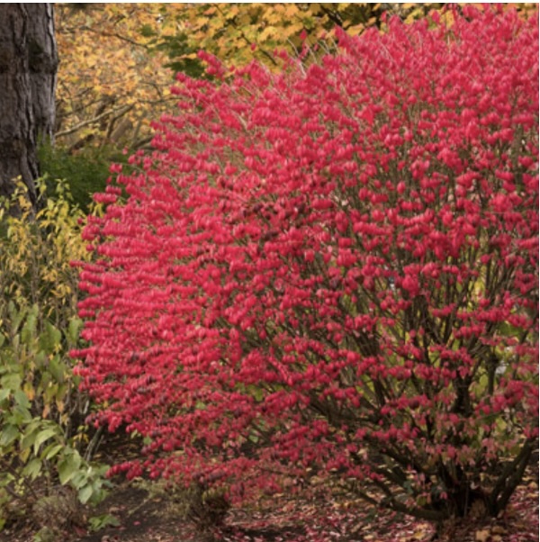 Dwarf Burning Bush 2G