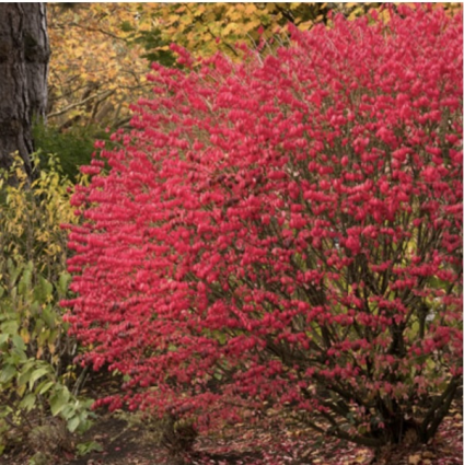 Dwarf Burning Bush 5G