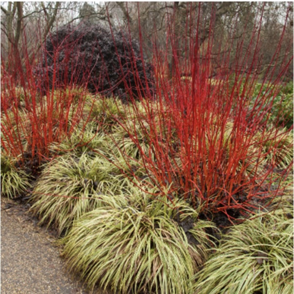 Red Twig Dogwood 3-5G