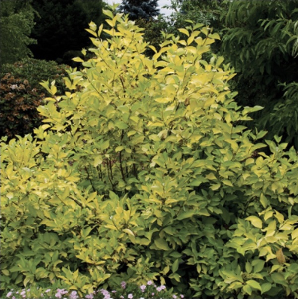 Prairie Fire Dogwood 3-5G