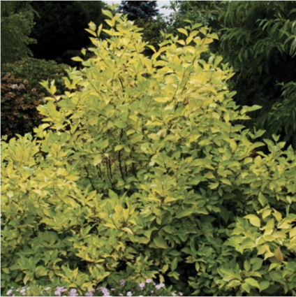 Prairie Fire Dogwood 3-5G