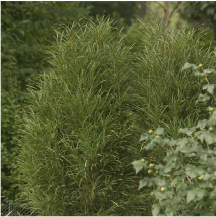Fine Line Buckthorn (4')