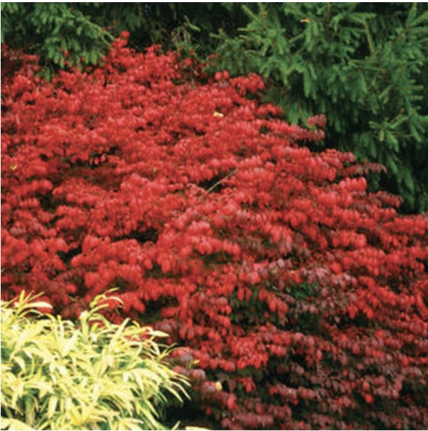 Fireball Burning Bush 2G
