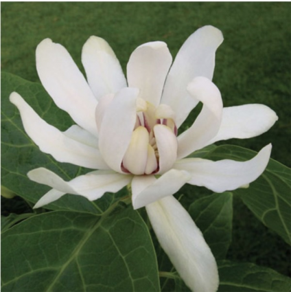 Venus Calycanthus 2G