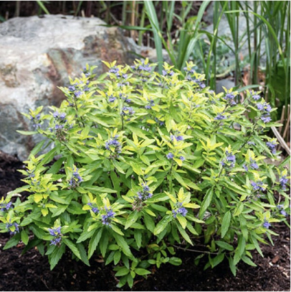 Beekeeper Caryopteris 2G