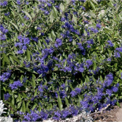 Sapphire Surf Caryopteris 2G