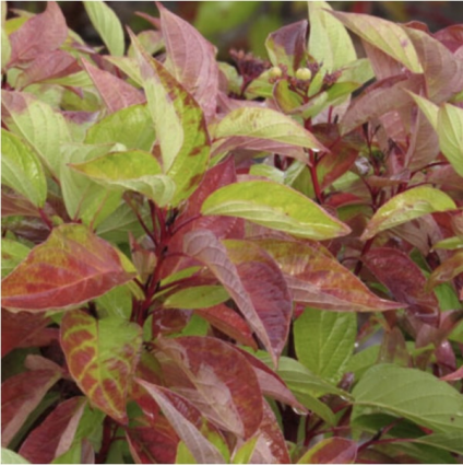 Firedance Dogwood 2G