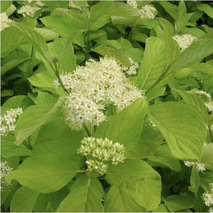 Garden Glow Dogwood 3-5G