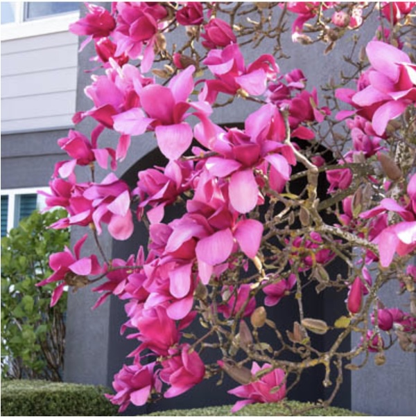 MAGNOLIA CLUMP