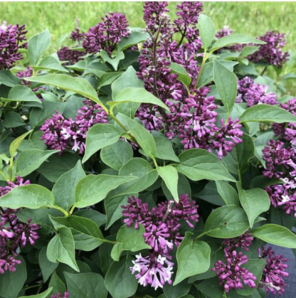 Baby Kim Lilac 3-5G