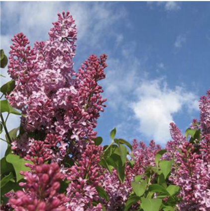 Crimson Doll Lilac 3-5G