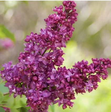 Charles Joly Lilac 3-5G