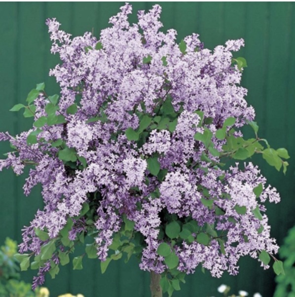 Korean Dwarf Lilac Standard 10G