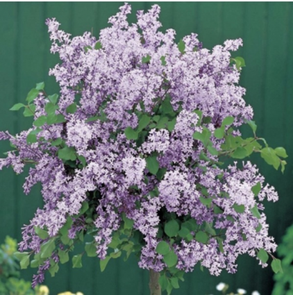 Korean Dwarf Lilac Standard 24"