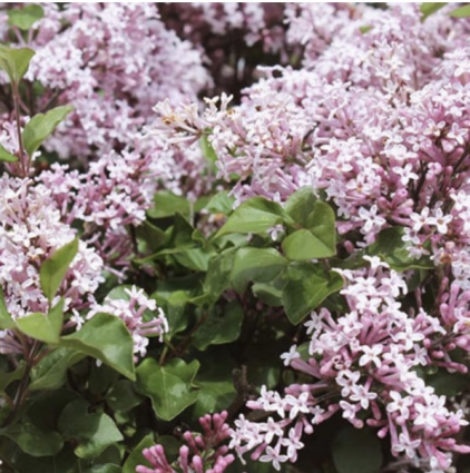 Korean Dwarf Lilac 3-5G