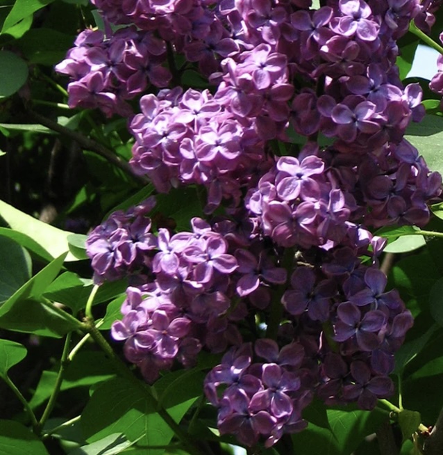 Ludwig Spaeth Lilac 3-5G