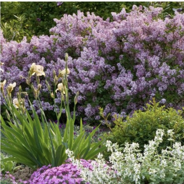 Meyer Lilac 2G