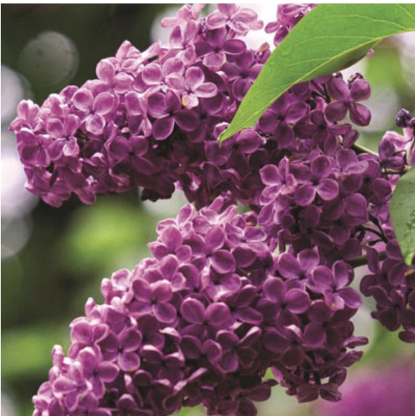 Monge Lilac 3-5G