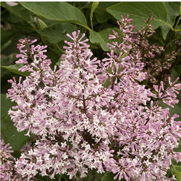 Miss Kim Lilac 3-5G