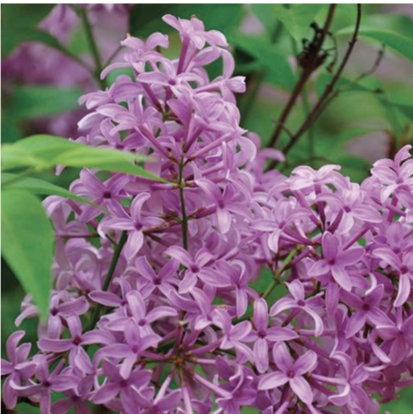 Persian Purple Lilac 3-5G