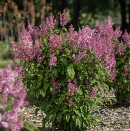 Pinktini Lilac 3-5G
