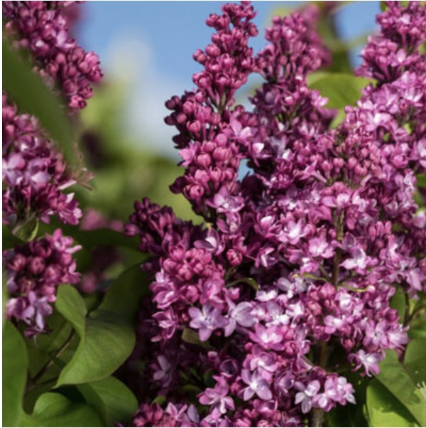 Virtual Violet Lilac 3-5G