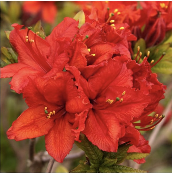 AZALEA DECIDUOUS
