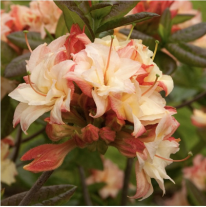 'Cannon's Double' Deciduous Azalea 2G