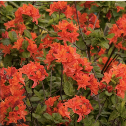 Mandarin Lights Deciduous Azalea 3-5G