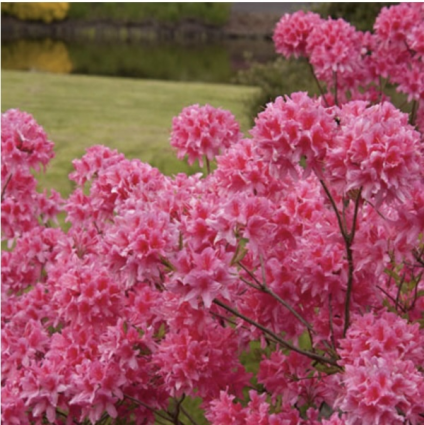 Rosy Lights Deciduous Azalea 3-5G