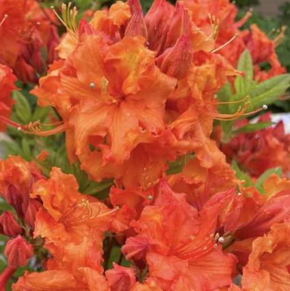 Exbury 'Gibraltar' Azalea 3-5G
