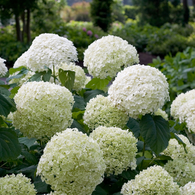 Incrediball® Smooth Hydrangea  3-5G