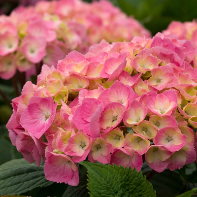 Let's Dance Big Easy® Reblooming Hydrangea 3-5G