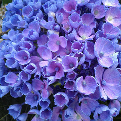 Let's Dance® Rhythmic Blue® Reblooming Hydrangea 2G