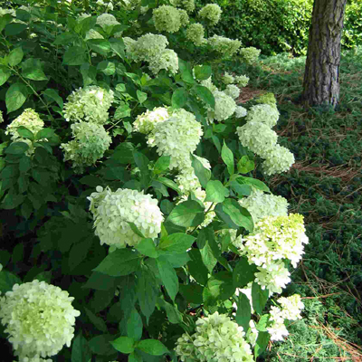 HYDRANGEA, LIMELIGHT 7 GALLON