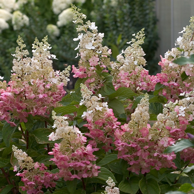 Pinky Winky® Panicle Hydrangea 3-5G