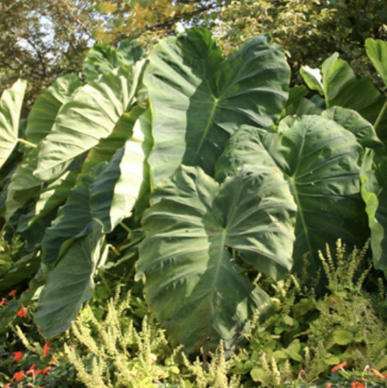 Esculenta Elephant Ear Bulbs XXXLG