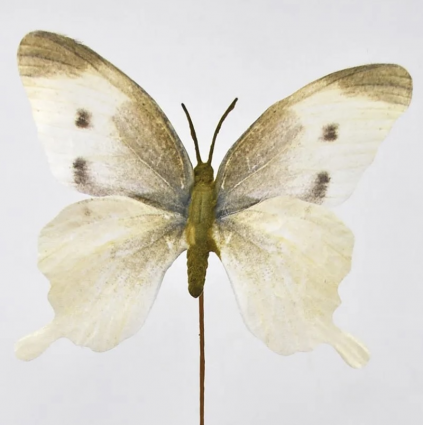 Cream Butterfly Spray