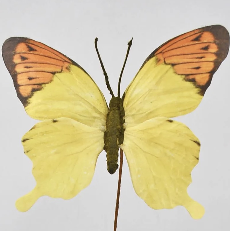 Yellow Butterfly Spray